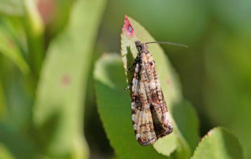 Phiaris micana